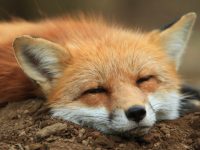 Zao Fox Village – светилището в Япония, в което лисиците скитат свободно
