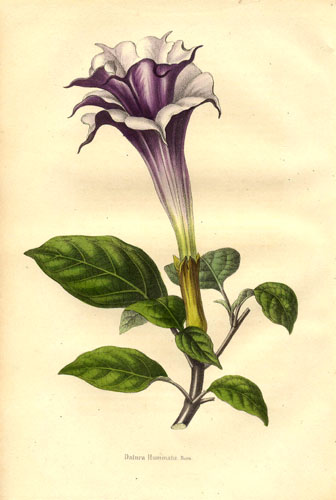 https://chitatel.net/pic/bio/botanica/Solanaceae/Solanaceae%20-%20Datura%20fastuosa.jpg