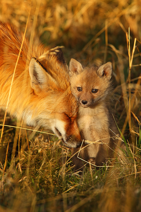 While exploring the terrain outside of its den, a red fox kit has a conflicting look in its eyes. The young fox's natural curiosity is at odds with its instincts to be cautious. At only a few weeks old, this baby fox is new to the outside world, away from the comfort and safety of the den. At times a little re-assurance is needed. A gentle nuzzle from mom is all it takes to give this kit the courage to go bouncing off with its four siblings. <br /> <br /> | Exclusive Limited Edition of Two Hundred and Fifty |<br /> <br /> | <a href="http://www.natezeman.com/product/prints/1668/">Pricing</a> | <a href="http://www.natezeman.com/product/prints/1668/">Sizes</a> | <a href="http://www.natezeman.com/product/prints/1668/">Purchase</a> | <a target="_blank" href="http://www.natezeman.com/page/prints/">Print Info </a> |<br type="_moz" /> <br /> <br />