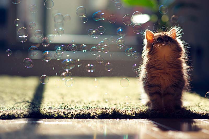 Kitten Observes Transit of Bubbles