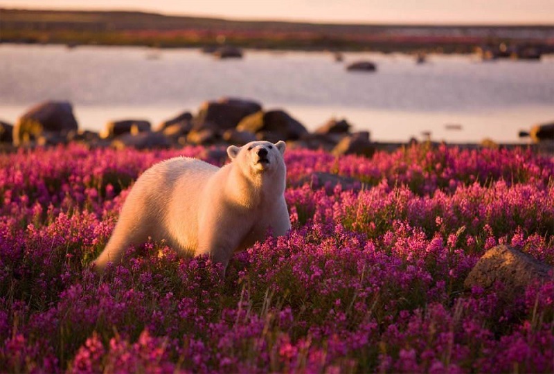 10-Белый медведь и цветущее поле на Гудзонского залива
