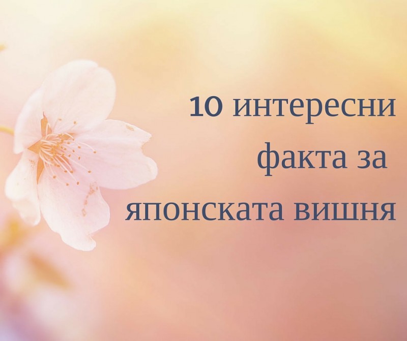 10 факта за сакура