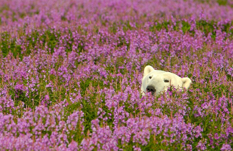 11-Белый медведь в цветах