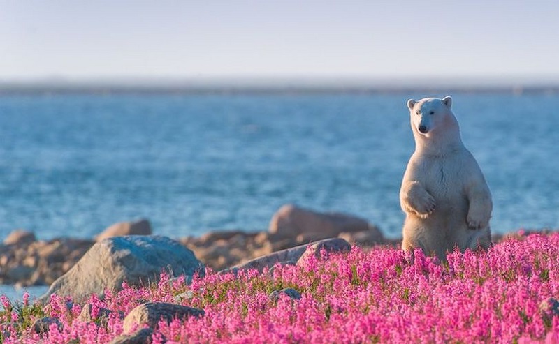 12-Полярный медведь в цветущем поле