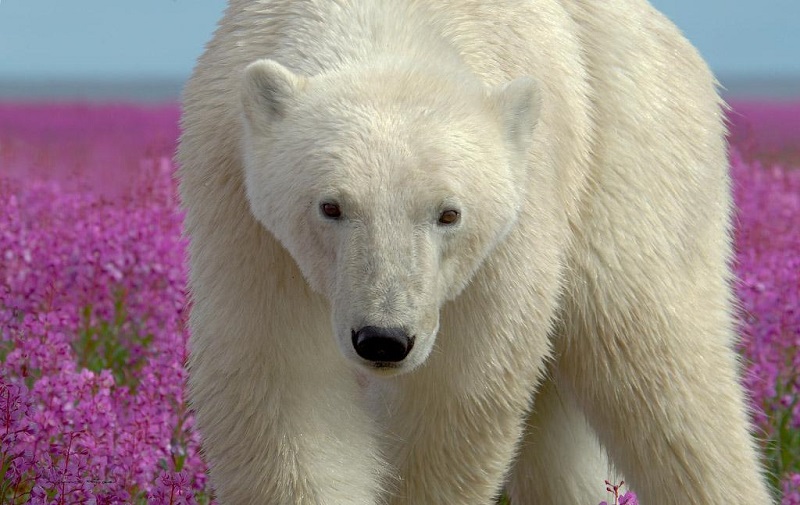 14-Могущественный белый медведь в поле цветов
