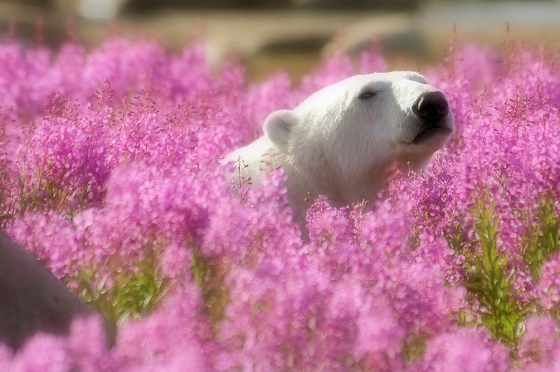 15-Белый медведь резвится в поле цветов, Канада