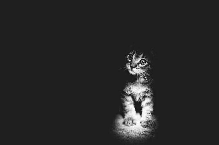 15 черно-бели снимки на котки, в които ще се влюбите