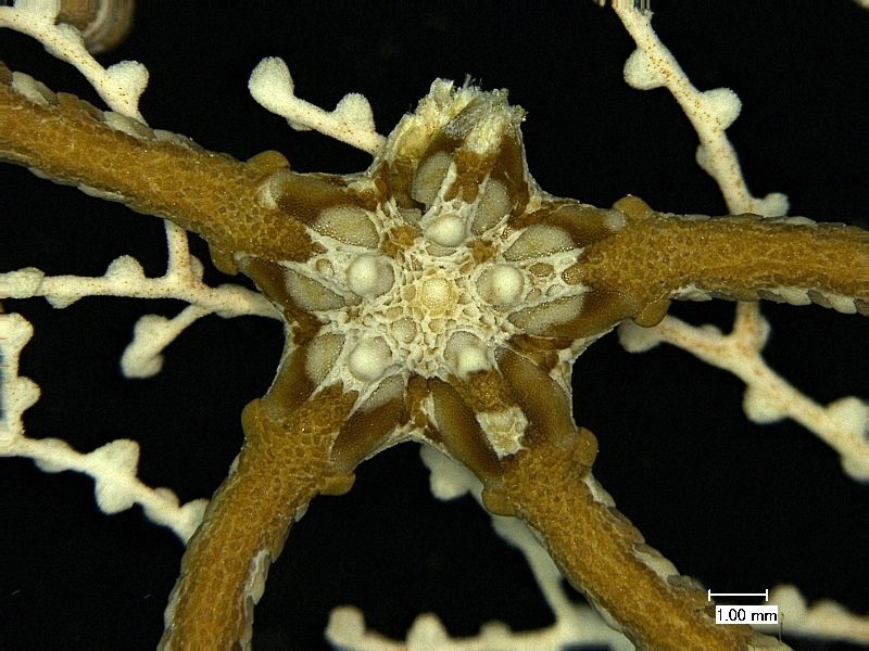 1_deep-sea-brittle-star-2