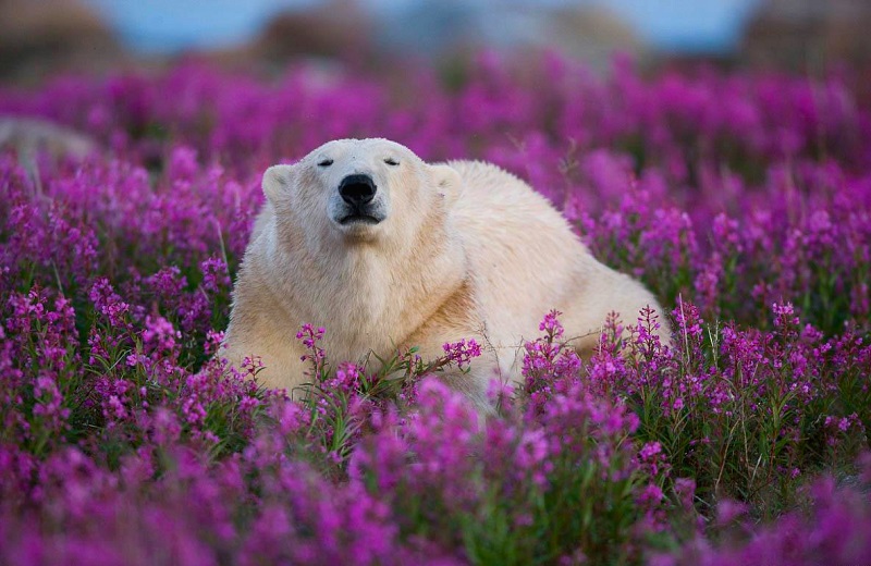 2-Белый медведь в цветах