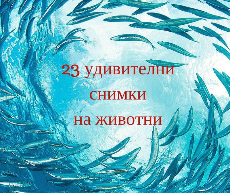 23 удивителни снимки на животни