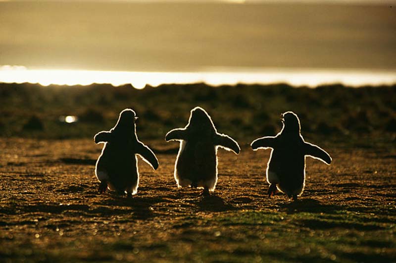 Gentoo Penguin