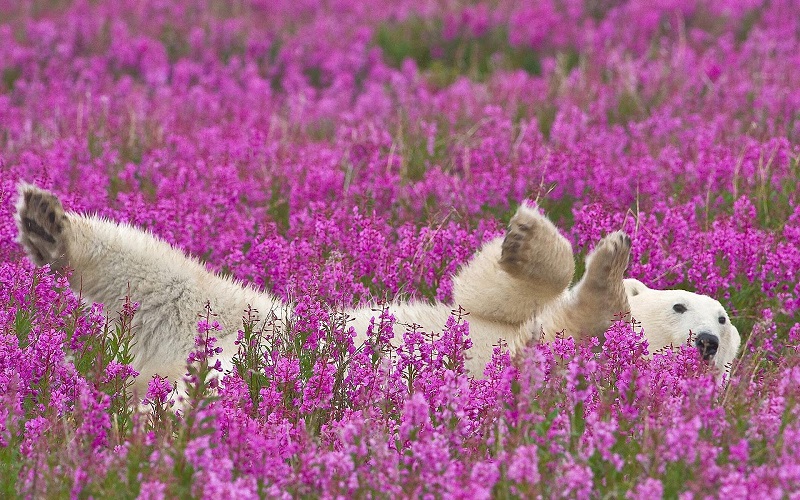7-Белый медведь лежит в поле цветущего кипрея, Северная Канада
