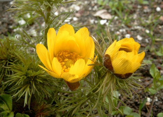 Adonis vernalis L.2
