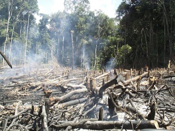 Traditional slash and burn agriculture is shown in central Guyana in this handout courtesy of Hans ter Steege taken in 2000. REUTERS/Hans ter Steege/Handout via Reuters