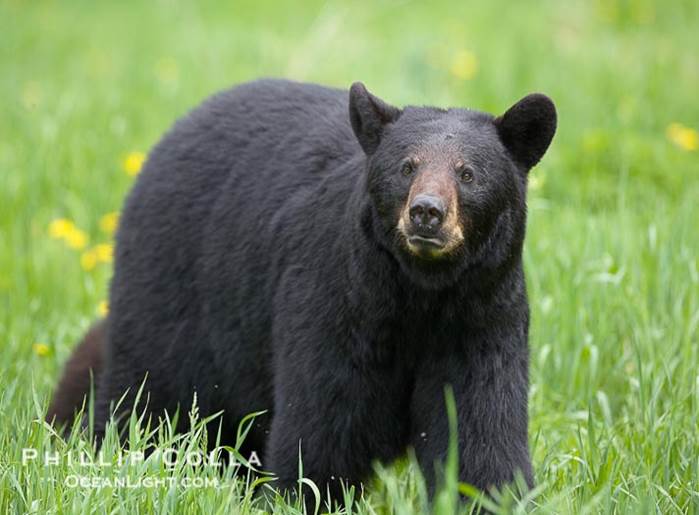 Americanblackbear_3