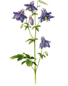 Aquilegia vulgaris