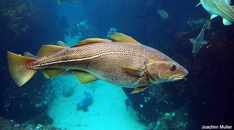 Прекомерният риболов ще доведе до изчезване на някои видове
