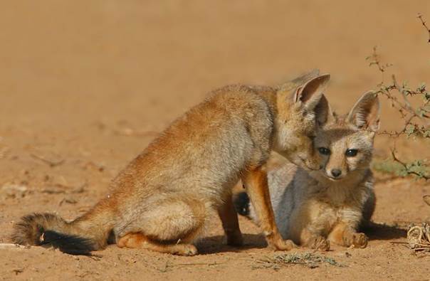 Bengal fox 2