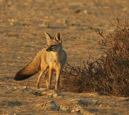 Bengal fox