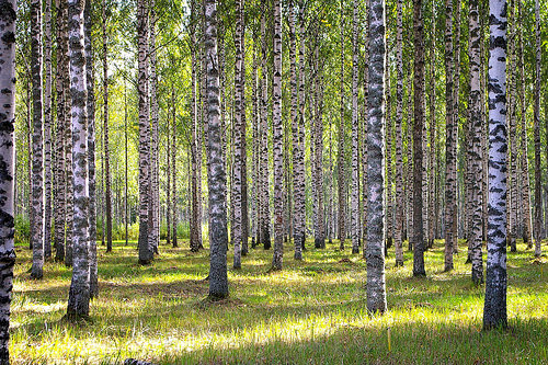 Betula pendula