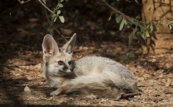 Blanford's fox