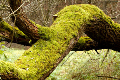 Bright Green Moss (bryophytes) on tree trunks