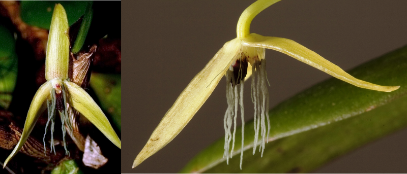 bulbophyllum-nocturnum