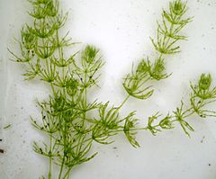 Charophyta