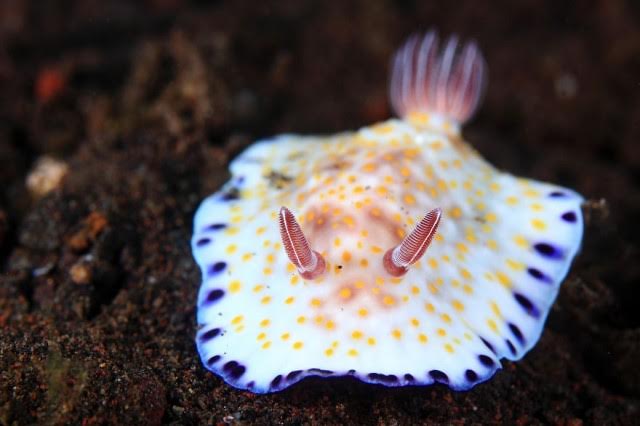 Chromodoris alius