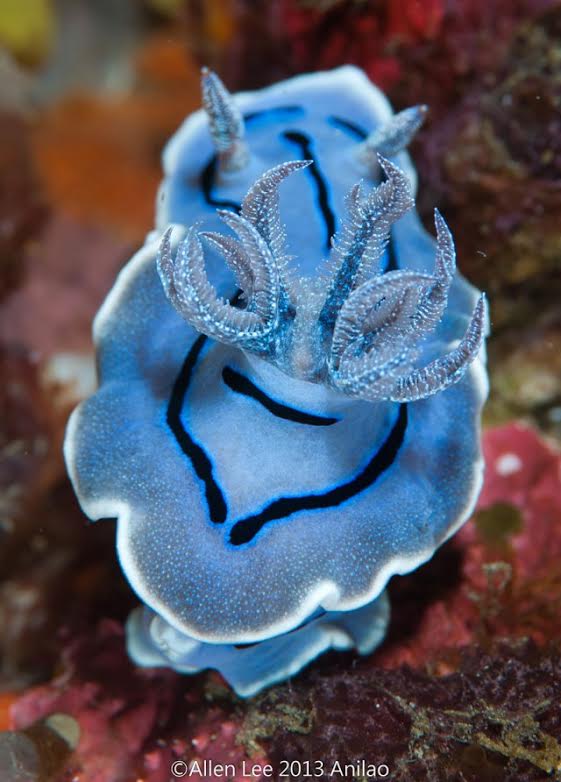 Chromodoris willani