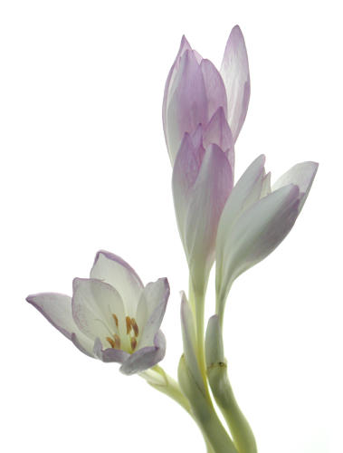 Colchicum_autumnale