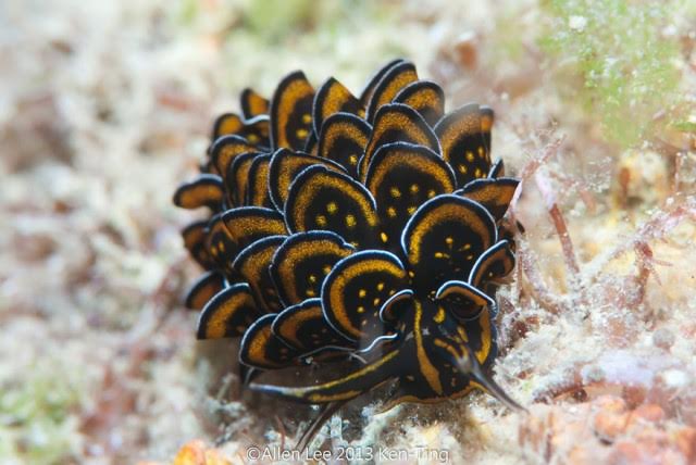 Cyerce nigricans