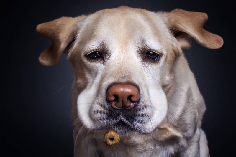 Dogs_Catching_Food_8