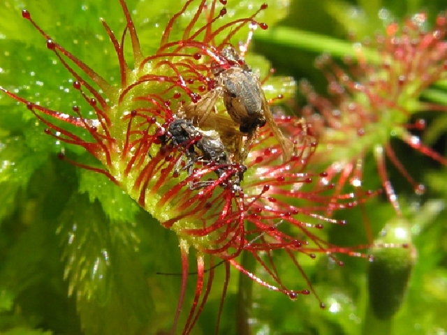 Drosera