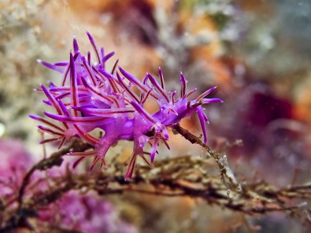 Flabellina rubrolineata