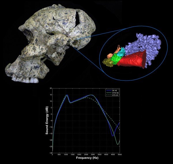 Fossil skull hearing