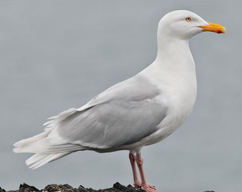 glaucous_gull_larus_hyperboreus