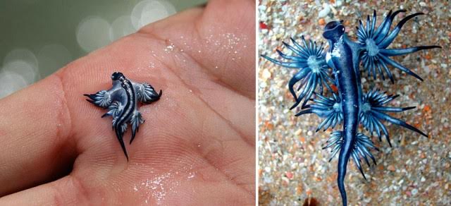 Glaucus atlanticus 1