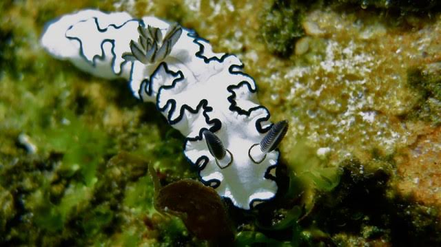 Glossodoris atromarginata