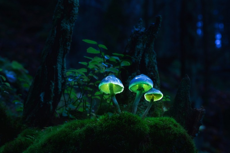 Glowing-mushrooms-01