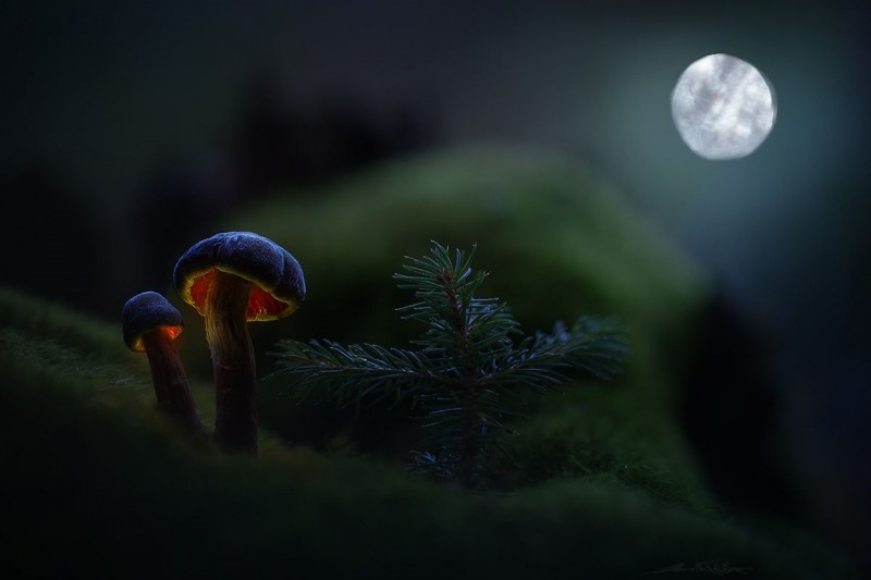 Glowing-mushrooms-02