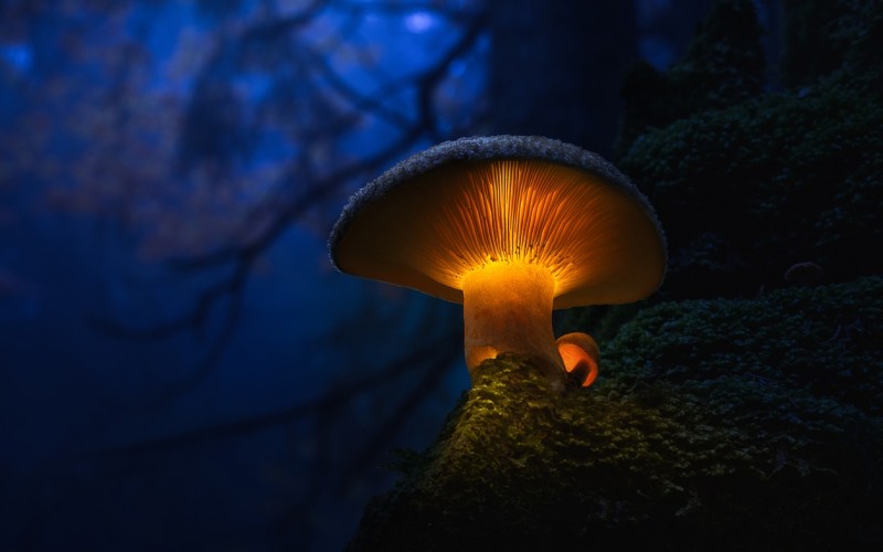 Glowing-mushrooms-03