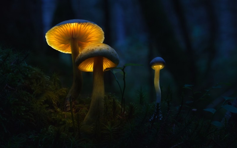 Glowing-mushrooms-04