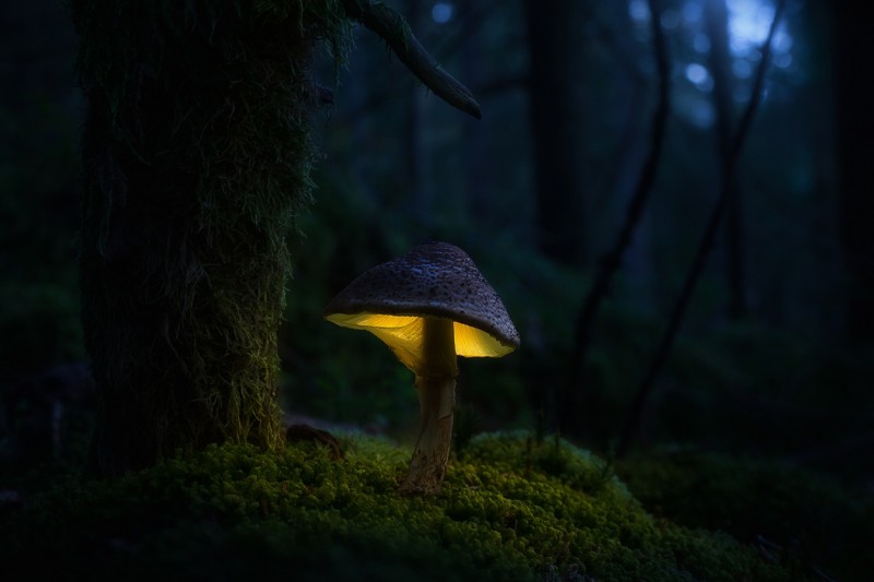 Glowing-mushrooms-05