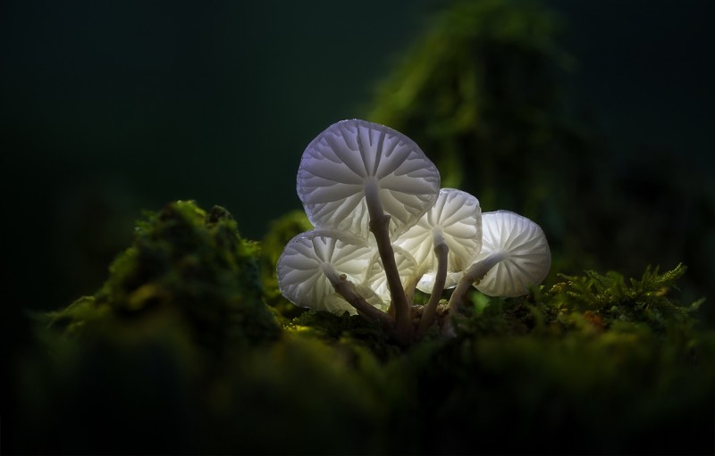 Glowing-mushrooms-06
