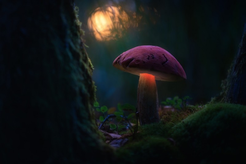 Glowing-mushrooms-07