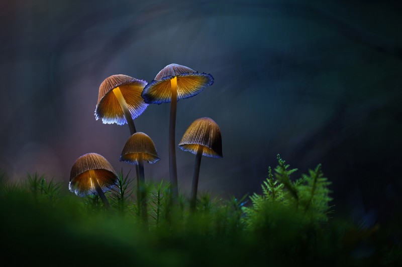Glowing-mushrooms-08