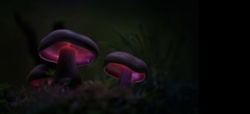 Glowing-mushrooms-09