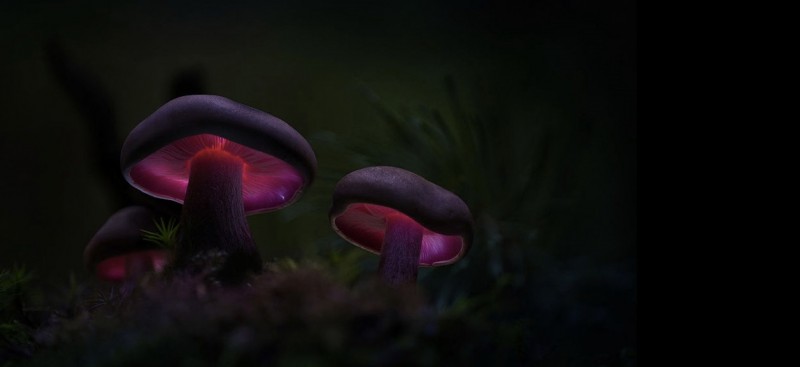 Glowing-mushrooms-09