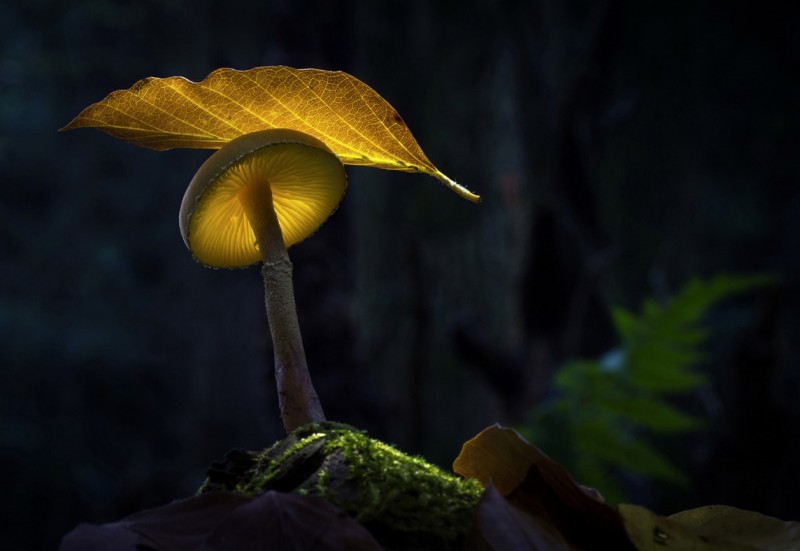 Glowing-mushrooms-11